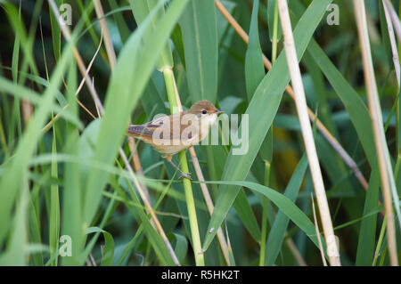 Marsh Warbler (Acrocephalus palustris) sitzt auf dem Rohr in die Büsche auf dem See. Stockfoto