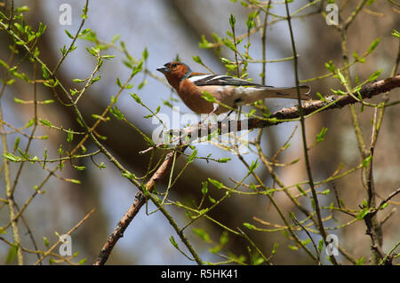 Buchfink (Fringilla coelebs) sitzt auf einem Ast unter blühenden Knospen an einem klaren Frühlingstag. Stockfoto