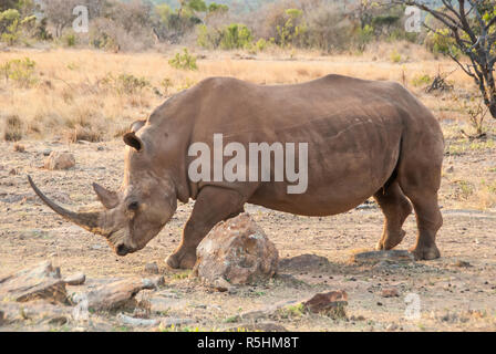 White Rhino mit Big Horn. Stockfoto