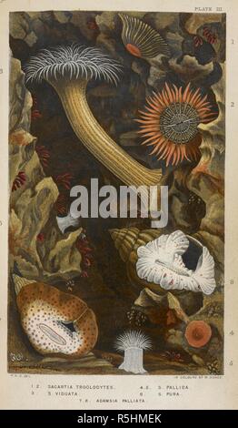 1.2. Sagartia Troglodytes. 3. S. Vidutata. 4.5. S. Githago. 6. S. Pura. 7.8. Adamsia Palliata. Anemonen und Korallen. Actinologia Britannica: Eine Geschichte der britischen Sea-Anemones und Korallen. London, [1858] 60. Quelle:7296. c. 48 Platte 3. Thema: Gosse, Philip Henry. Stockfoto