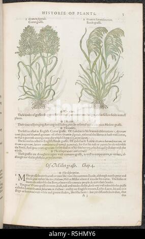 Mais Gras oder Schilf Gras. Botanische Zeichnungen und Beschreibungen der Pflanzen. . Die herball oder Allgemeine Historie des Plantes. London: Iohn Norton, 1597. Quelle: 35. g. 13-14. Seite 5. Sprache: Englisch. Autor: Gerard, John. Stockfoto