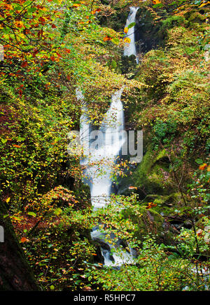 Lieferbar Ghyll Kraft, ummantelt von Laub früh im Herbst. Einen majestätischen Wasserfall in der Nähe von Ambleside, Lake District National Park Stockfoto