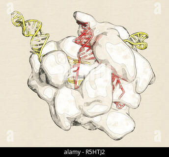 CRISPR-CAS9-Gens bearbeiten komplexe von Streptococcus pyogenes. Das Cas 9 Nuklease Protein verwendet eine Guide RNA-Sequenz DNA an eine ergänzende Website zu schneiden Stockfoto