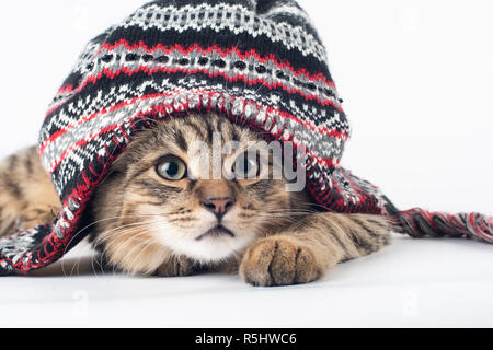 Gemischte Rasse Katze in Mütze auf weißem Hintergrund Stockfoto