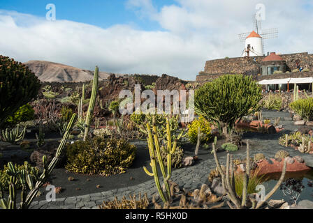 Rückgewinnung von einem alten Steinbruch ist die spektakuläre Kaktus Garten bei Guatiza auf Lanzarote mit über tausend Kakteen Sorten und traditionellen Windmühle. Stockfoto