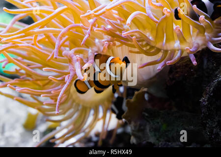 Nahaufnahme eines weißen und orangefarbenen gebändert percula clown Fische, versteckt unter einer Seeanemone ist Stockfoto