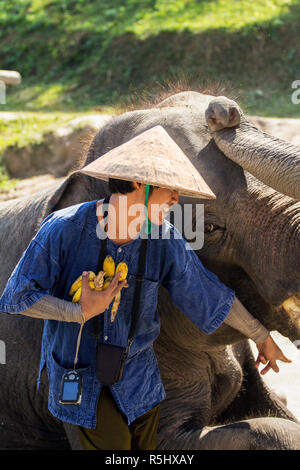 Keeper Feeds ein Elefant mit Banane in einem Tierheim in der Nähe von Kanchanaburi, Thailand Stockfoto