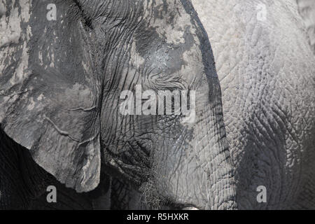 Afrikanischer Elefant Stockfoto