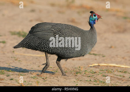 Behelmte Perlhühner Stockfoto