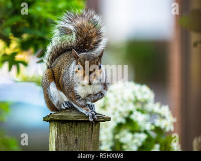 Graue Eichhörnchen Sciurus carolinensis auf einem Garten Post im Vereinigten Königreich - native auf den Nordosten der USA grauen Eichhörnchen wurden in Großbritannien um 1876 freigegeben Stockfoto