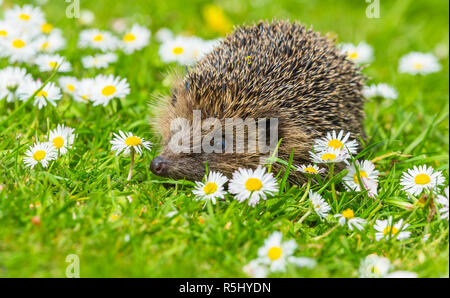 Igel, klein, niedlich, native, wilde Igel im Garten Lebensraum mit grünem Gras und weißen und gelben Gänseblümchen. Wissenschaftlicher Name: Erinaceus Stockfoto