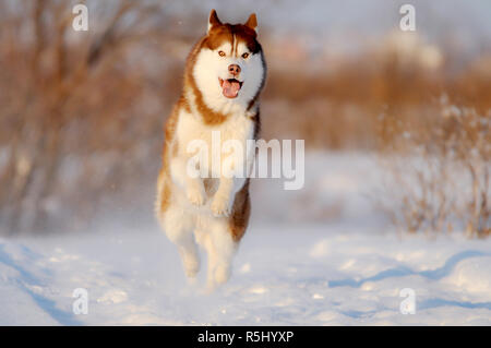 Glücklich red dog Husky laufen im Winter schnee Stockfoto