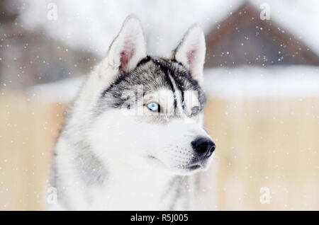 Graue Husky Hund stehen im Blizzard Kopf hoch. Andere Augen Stockfoto