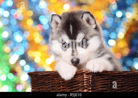 Hübsche schwarze und weiße Welpen Husky in Braun Warenkorb auf festliche farbig leuchtenden Hintergrund Stockfoto