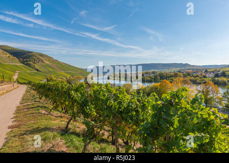 Landschaft mit Weinbergen entlang der Mosel und des Tals in der Nähe des Dorfes Schweich, Rheinland-Pfalz, Deutschland, Europa Stockfoto