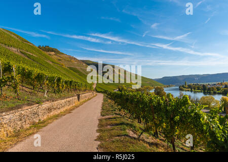 Landschaft mit Weinbergen entlang der Mosel und des Tals in der Nähe des Dorfes Schweich, Rheinland-Pfalz, Deutschland, Europa Stockfoto