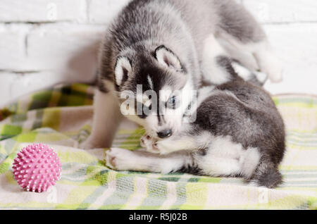 Zwei schwarze und weiße Welpen husky Spielen drinnen Stockfoto