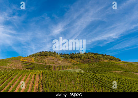 Landschaft mit Weinbergen entlang der Mosel und des Tals in der Nähe des Dorfes Schweich, Rheinland-Pfalz, Deutschland, Europa Stockfoto