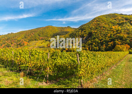 Pölich, Landschaft mit Weinbergen entlang der Mosel und das Tal in der Nähe des Dorfes Pölich, Rhineland-Palantine, Deutschland, Europa Stockfoto