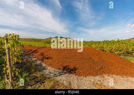 Pölich, Landschaft mit Weinbergen entlang der Mosel und das Tal, Wein Maische für fertiliting den Boden, Rhineland-Palantine, Deutschland, Europa Stockfoto