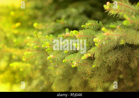 Natürliche organische Spruce Tree green brunches Nahaufnahme Hintergrund Stockfoto