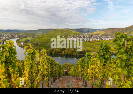 Moselhang bei Leiwen, Landschaft mit Weinbergen entlang der Mosel und des Moseltals. Rheinland-Pfalz, Deutschland, Europa Stockfoto