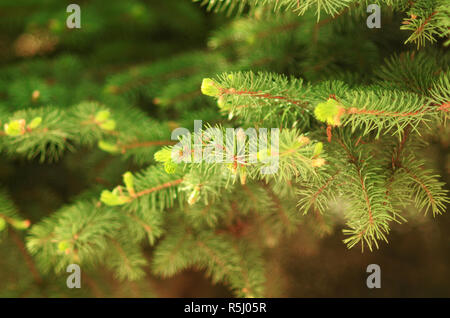 Frisches Grün Natur fichte Brunch bis Hintergrund schließen Stockfoto