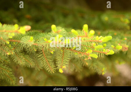 Frische natürliche Spruce Tree Brunch in der Nähe grün Natur Hintergrund Stockfoto