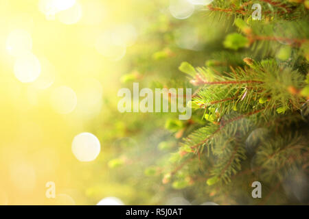 Frisches Grün Natur fichte Brunch bis Festliche bokeh Hintergrund schließen Stockfoto