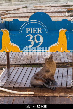 Seelöwen am Pier 39 in San Francisco, Kalifornien, USA. Stockfoto