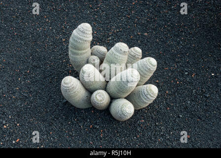 Mammillaria haageana cactus von der spektakulären Kaktus Garten bei Guatiza auf Lanzarote. Mit über tausend Kakteen Sorten in schwarzen vulkanischen Boden. Stockfoto