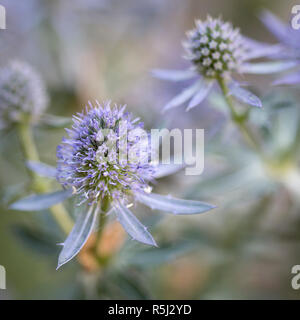 Kleiner Mann Wurf (eryngium Planum) Stockfoto