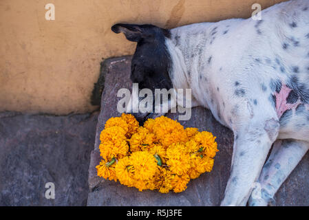 Hund schläft in der Nähe von Blumen auf dem Weg nach Amber Fort, Amer, Rajasthan, Indien Stockfoto