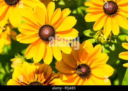 Close-up GELB CONEFLOWERS (Rudbeckia fulgida) am Morgen Sonne. Stockfoto