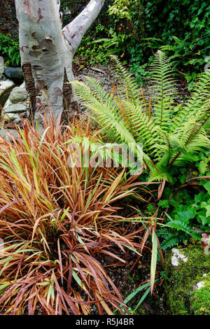 Herbst Blick auf ornamental Gras und Farn an ascog Halle Garten und in der Nähe von Fernery Rothesay auf der Isle of Bute, Argyll, Schottland. Stockfoto