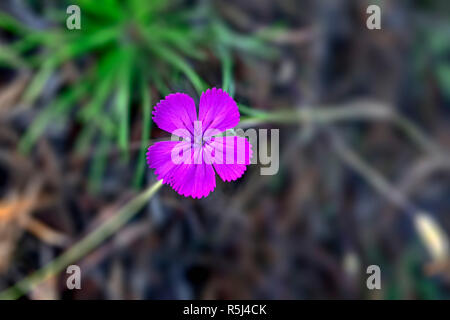 Rosa Nelke Dianthus campestris auf unscharfen Hintergrund close-up Stockfoto