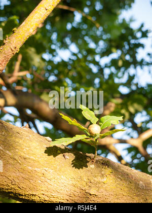 Eine einzige wachsende Acorn auf einer Eiche im Sommer Licht Stockfoto