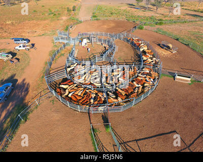 Vieh Muster NSW Stockfoto