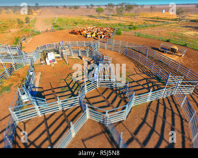 Vieh Muster NSW Stockfoto