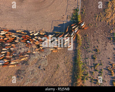 Vieh Muster NSW Stockfoto