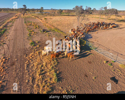 Vieh Muster NSW Stockfoto