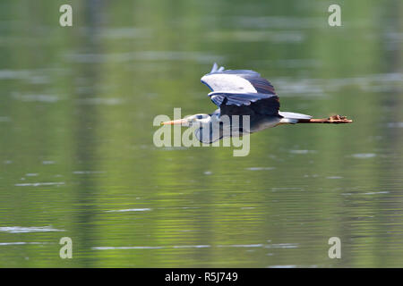 Flying Graureiher in der Morgensonne Stockfoto