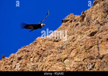 Kondore in El Chalten, Santa Cruz, Argentinien. Stockfoto