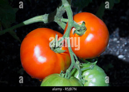 Große reife rote Tomaten hängen an der Rebe im Sommergarten. Stockfoto