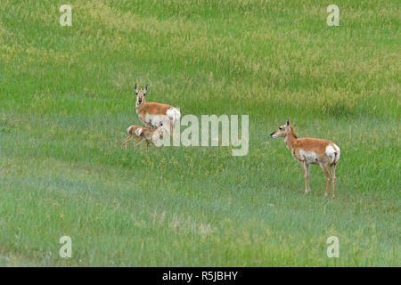 Baby Pronghorn Pflege mit Mama im Custer State Park in Souht Dakota Stockfoto