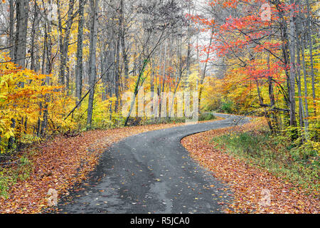 Ein Asphalt Straße schlängelt sich durch einen Wald im späten Herbst Farben gemalt.. Stockfoto