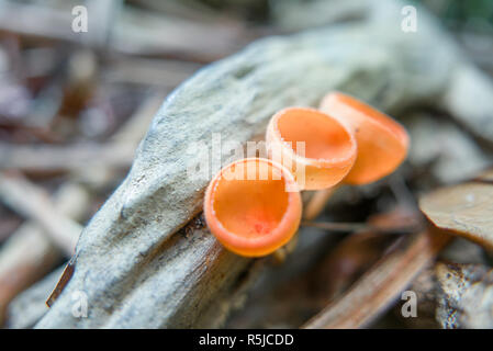 3 orange Becher Pilz Cookeina sulcipes auch als Champagner Pilze bekannt im malaysischen Regenwald gefunden. Familie: Sarcoscyphaceae Stockfoto