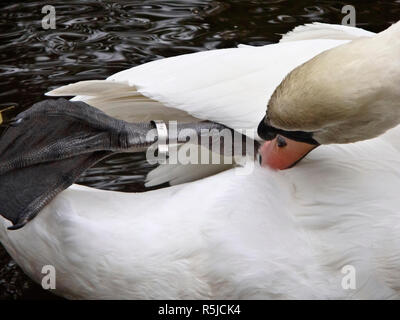 Höckerschwan (Cygnus olor), ein Metall Vogel Identifikation Ring oder ID-Ring am Bein, Großbritannien Stockfoto