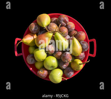 Frisch gepflückte Früchte einschließlich grüne Äpfel, Pflaumen und Birnen in einem roten Schüssel auf einem schwarzen Hintergrund. Stockfoto