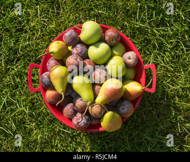 Frisch gepflückte Früchte einschließlich grüne Äpfel, Pflaumen und Birnen in einem roten Schüssel auf grünem Gras Hintergrund. Stockfoto